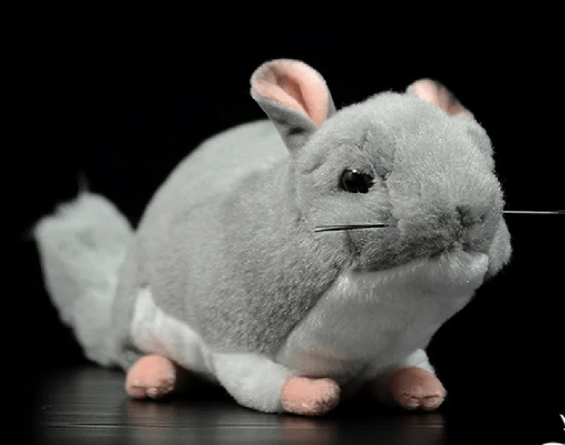 Chinchilla